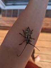 Plectrodera scalator