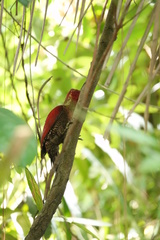 Chrysophlegma miniaceum