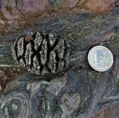 Sequoiadendron giganteum