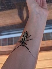 Plectrodera scalator