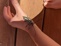 Plectrodera scalator