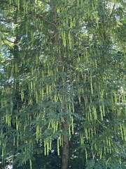 Pterocarya