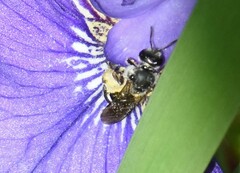 Lasioglossum sexnotatum