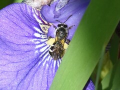Lasioglossum sexnotatum