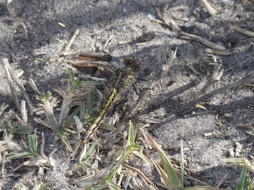 Southern Banded Groundling photo 5