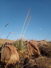 Dasylirion cedrosanum