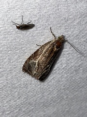 Olethreutes quadrifidum