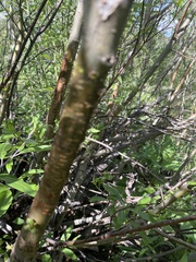Sphyrapicus nuchalis