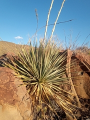 Dasylirion cedrosanum