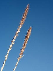 Dasylirion cedrosanum