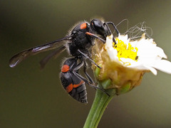 Ancistrocerus haematodes