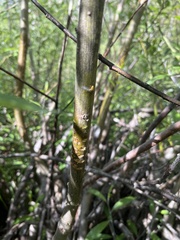 Sphyrapicus nuchalis