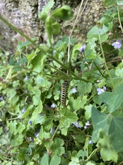 Papilio machaon