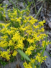 Sedum acre
