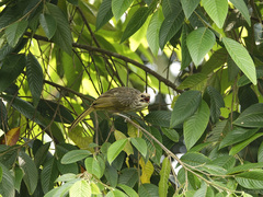 Pycnonotus zeylanicus