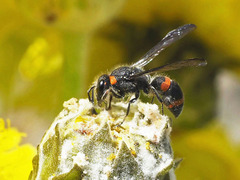 Ancistrocerus haematodes