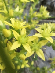 Sedum acre