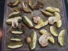 Butyriboletus abieticola