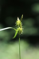 Carex cryptolepis