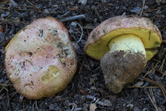 Butyriboletus abieticola