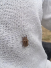 Amphimallon solstitiale