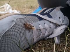 Amphimallon solstitiale