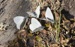 Pieris angelika