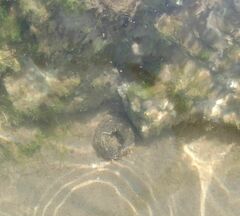 Anthopleura biscayensis