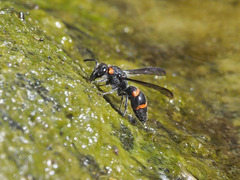 Ancistrocerus haematodes