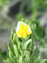 Genista linifolia