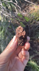 Hydnotrya cerebriformis