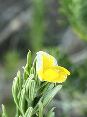 Genista linifolia