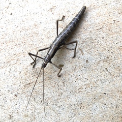 Anisomorpha ferruginea