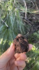 Hydnotrya cerebriformis