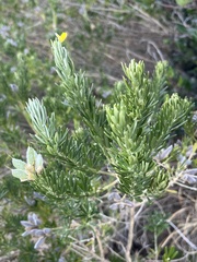 Genista linifolia
