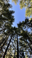 Hydnotrya cerebriformis