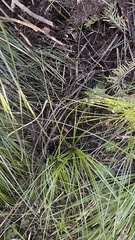 Hydnotrya cerebriformis