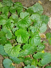 Glechoma hederacea