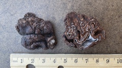 Hydnotrya cerebriformis