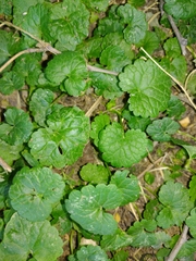 Glechoma hederacea