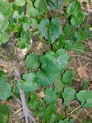 Glechoma hederacea