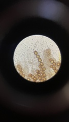 Hydnotrya cerebriformis