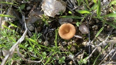 Melanomphalia omphaliopsis