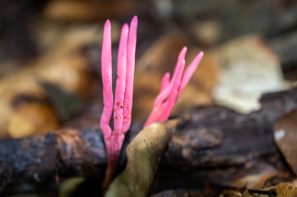 Clavaria schaefferi · May 2017 · photo: © w_endo (iNaturalist, cc0)