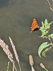Polygonia c-album