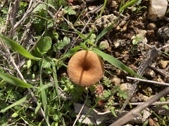 Melanomphalia omphaliopsis