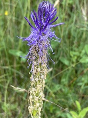 Phyteuma betonicifolium