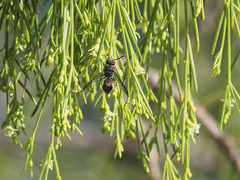 Ancistrocerus haematodes