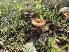 Melanomphalia omphaliopsis