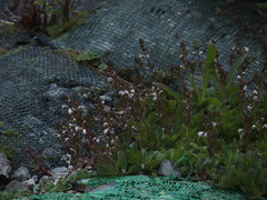 Veronica morrisonicola